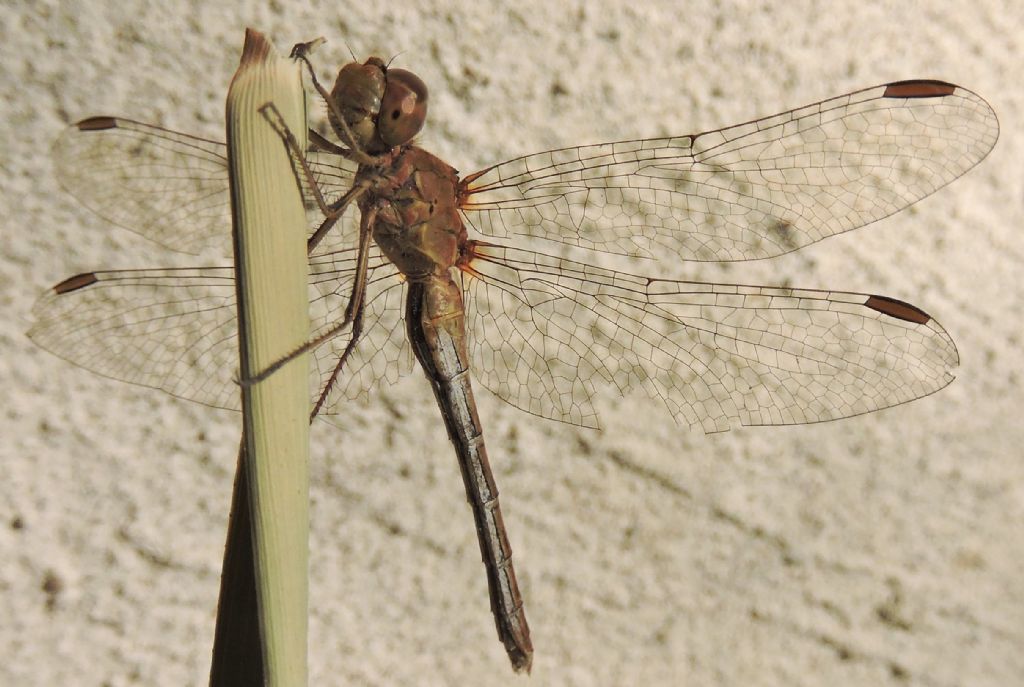 da identificare: Sympetrum meridionale